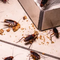 cockroaches-eating-crumbs